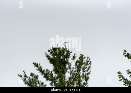 Großreiher oder Großreiher thronen hoch oben in einer Kiefer. Stockfoto