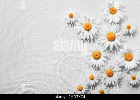 Kamillenblüten im weißen Wasserhintergrund mit konzentrischen Kreisen und Wellen. Spa-Konzept für natürliche Schönheit, Kopierbereich Stockfoto