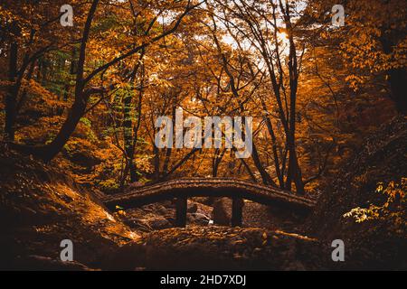 A bridge in a forest changing to autumn colors Stockfoto
