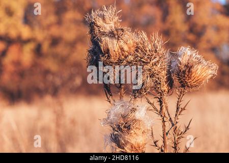 Foto der trockenen Blume Arctium láppa, große Klette. Nahaufnahme einer trockenen Blume bei Sonnenuntergang. Trockenes Blütenblätterwerk Stockfoto