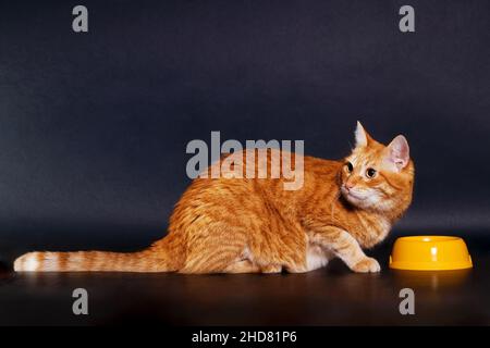 Ingwer-Katze frisst sein Futter aus einer gelben Schüssel auf schwarzem Hintergrund Stockfoto