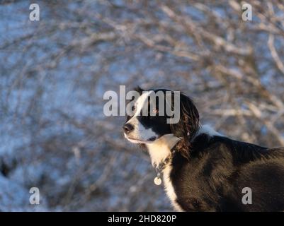 Ein Sprollie-Hund (springer-Spaniel mit Border Collie gekreuzt) Stockfoto