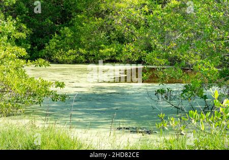 Tropischer Teich mit einer üppigen Wiese und Kokospalmen am Horizont in Icacos, Trinidad in der Karibik. Stockfoto