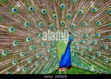 Nahaufnahme eines indischen Pfaus, Pavo cristatus, mit aufgebrachten Schwanzfedern. Stockfoto