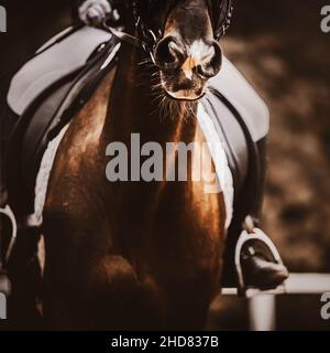 Ein Reiter galoppiert auf einem kastanienschnellen Pferd im Sattel. Reitsport. Reiten. Die Schnauze eines Pferdes. Stockfoto