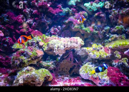 Schönes Aquarium mit verschiedenen Arten von Fischen und Korallen im Neonlicht in Prag, Tschechische republik Stockfoto