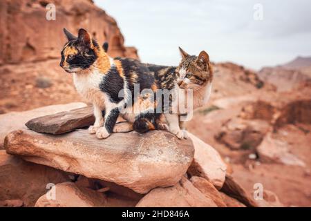 Zwei kleine streunende Katzen ruhen auf roten Felsen, bergige Landschaft Hintergrund Stockfoto
