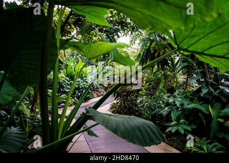 Tropische Pflanzen, Princess of Wales Conservatory, Kew Garden, London, England, Großbritannien Stockfoto