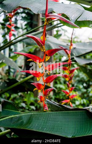 Heliconia - Falscher Paradiesvögel oder Hummer-Klaue, Stockfoto