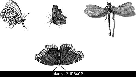Vektorhintergrund mit handgezeichneten Insekten-Illustrationen. Schwarze Silhouetten des Schmetterlings, Libellenzeichnung. Entomologisches nahtloses Muster.