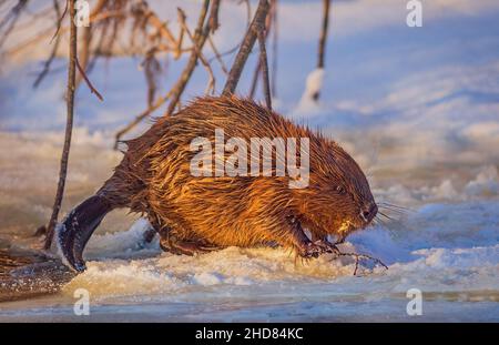 Biberspaziergängen auf dem Eis an kalten und sonnigen Wintertagen Stockfoto