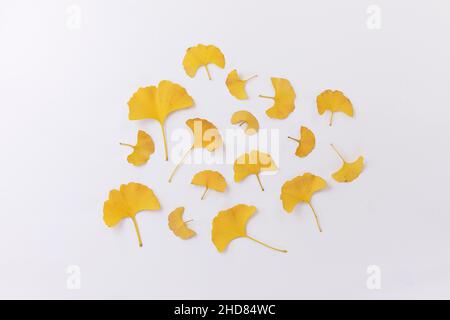 Orangefarbene, goldfarbene, trockene Ginkgo-Blätter auf weißem Hintergrund. Draufsicht minimalistisches, elegantes Blumenarrangement. Ginkgo biloba flach liegend. Stockfoto