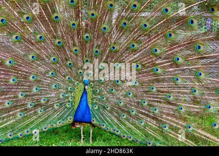 Nahaufnahme eines indischen Pfaus, Pavo cristatus, mit aufgebrachten Schwanzfedern. Stockfoto