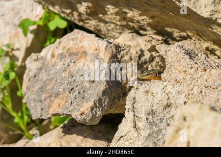 Männliche maltesische Mauereidechse, oder Filfola Lizard, Podarcis filfolensis, die aus ihrer ne auftaucht, in Malta Stockfoto