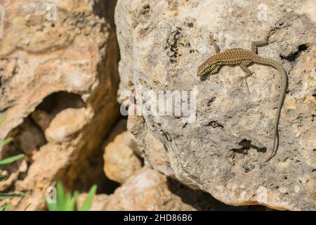 Weibliche Maltesische Mauereidechse, oder Filfola Lizard, Podarcis filfolensis, die sich in der Sonne sonnen, auf Malta Stockfoto