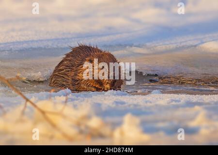 Biberspaziergängen auf dem Eis an kalten und sonnigen Wintertagen Stockfoto