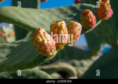 Opuntia stachelige Birnenkissen mit rötlich reifen Früchten, die an sonnigen Tagen in der maltesischen Landschaft gefunden wurden. Stockfoto