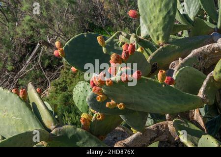 Opuntia stachelige Birnenkissen mit rötlich reifen Früchten, die an sonnigen Tagen in der maltesischen Landschaft gefunden wurden. Stockfoto