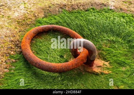 Ein rostiger eiserner Anlegeplatz, der von einer Art Seegras umgeben ist, am Anlegesteg der Fähre in Glenelg, Schottland. Stockfoto