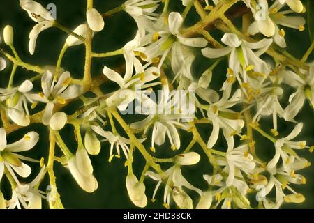 Makroansicht von vereinzelten Schwarzthorn- (Bursaria spinosa) Blüten. Australische Pflanze. Stockfoto