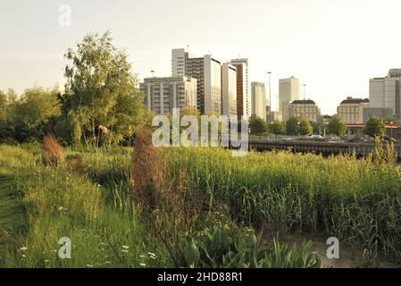 Bow Creek Ecology Park, grüne Stadtlandschaft im Osten Londons in Poplar. Stockfoto