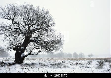 Eichen und Grasfeld im Winter, Richmond Park Surrey England UK. Stockfoto