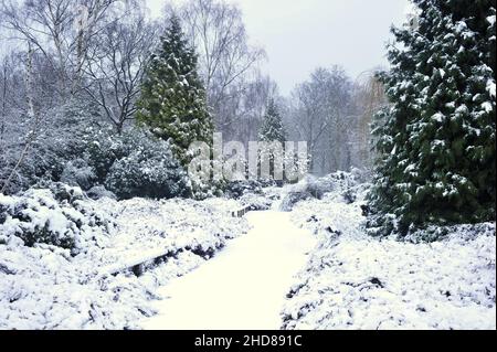 Isabella Plantation, Waldgarten im Winter, in Richmond Park Surrey England UK. Stockfoto