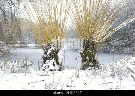 Gefrorene See- und Weidenbäume im Winter, Isabella Plantation in Richmond Park, Surrey, England. Stockfoto