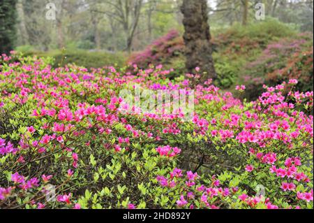 Farbenfrohe Azaleen-Blumenbeete in Isabella Plantation, dekorativer Waldgarten im Richmond Park Surrey England. Stockfoto