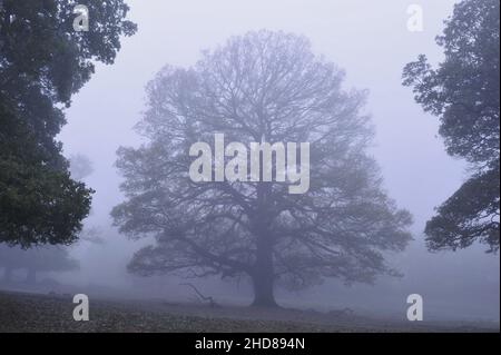 Eichen im Morgennebel, Herbst im Richmond Park Surrey England. Stockfoto