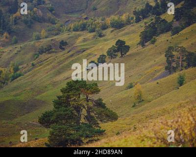 Erstaunlicher Herbsttag im Hochland. Bäume am Rande des Hügels in Herbstfarben. Reise nach dem Nordkaukasus, Archyz, Russland, der Weg zu den Dukkinski Seen. Stockfoto