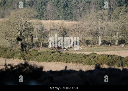 Jedburgh, Großbritannien. 04th Januar 2022. Am Dienstag, den 04. Januar 2022, jagte ein Jäger von der Jedforest Hunt zusammen mit Jagdhunden auf Feldern und bewaldeten Feldern in Lanton bei Jedburgh an den schottischen Grenzen. Seit dem Wild Mammals Protection (Scotland) Act (2002). Die anhaltenden Bedenken über die Wirksamkeit der Gesetzgebung und über die Verwendung von Hundepaketen zur Füchsflutung veranlassten die schottische Regierung, Lord Bonomy zu ernennen, um eine Überprüfung der Funktionsweise der Gesetzgebung vorzunehmen. Der Bericht wurde im November 2016 veröffentlicht. ( Kredit: Rob Gray/Alamy Live News Stockfoto