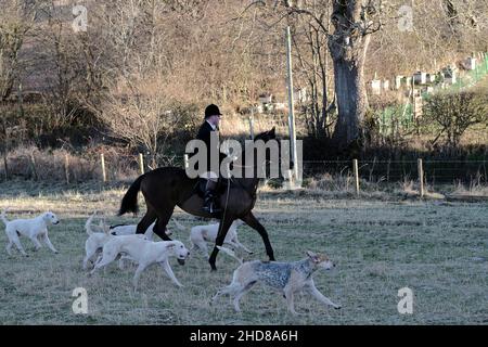 Jedburgh, Großbritannien. 04th Januar 2022. Am Dienstag, den 04. Januar 2022, jagte ein Jäger von der Jedforest Hunt zusammen mit Jagdhunden auf Feldern und bewaldeten Feldern in Lanton bei Jedburgh an den schottischen Grenzen. Seit dem Wild Mammals Protection (Scotland) Act (2002). Die anhaltenden Bedenken über die Wirksamkeit der Gesetzgebung und über die Verwendung von Hundepaketen zur Füchsflutung veranlassten die schottische Regierung, Lord Bonomy zu ernennen, um eine Überprüfung der Funktionsweise der Gesetzgebung vorzunehmen. Der Bericht wurde im November 2016 veröffentlicht. ( Kredit: Rob Gray/Alamy Live News Stockfoto