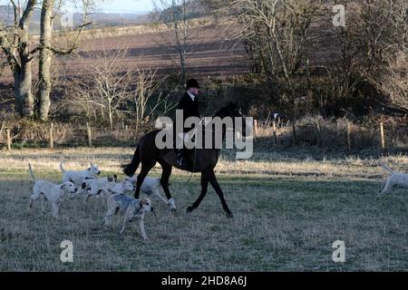 Jedburgh, Großbritannien. 04th Januar 2022. Am Dienstag, den 04. Januar 2022, jagte ein Jäger von der Jedforest Hunt zusammen mit Jagdhunden auf Feldern und bewaldeten Feldern in Lanton bei Jedburgh an den schottischen Grenzen. Seit dem Wild Mammals Protection (Scotland) Act (2002). Die anhaltenden Bedenken über die Wirksamkeit der Gesetzgebung und über die Verwendung von Hundepaketen zur Füchsflutung veranlassten die schottische Regierung, Lord Bonomy zu ernennen, um eine Überprüfung der Funktionsweise der Gesetzgebung vorzunehmen. Der Bericht wurde im November 2016 veröffentlicht. ( Kredit: Rob Gray/Alamy Live News Stockfoto