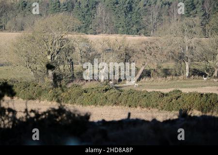 Jedburgh, Großbritannien. 04th Januar 2022. Am Dienstag, den 04. Januar 2022, jagte ein Jäger von der Jedforest Hunt zusammen mit Jagdhunden auf Feldern und bewaldeten Feldern in Lanton bei Jedburgh an den schottischen Grenzen. Seit dem Wild Mammals Protection (Scotland) Act (2002). Die anhaltenden Bedenken über die Wirksamkeit der Gesetzgebung und über die Verwendung von Hundepaketen zur Füchsflutung veranlassten die schottische Regierung, Lord Bonomy zu ernennen, um eine Überprüfung der Funktionsweise der Gesetzgebung vorzunehmen. Der Bericht wurde im November 2016 veröffentlicht. ( Kredit: Rob Gray/Alamy Live News Stockfoto