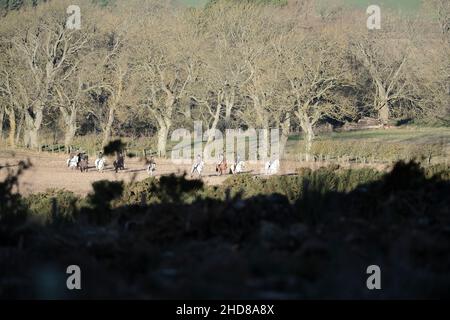 Jedburgh, Großbritannien. 04th Januar 2022. Berittene Anhänger der Jedforest Hunt zusammen mit Jagdhunden in Feldern und bewaldeten Ackerland in Lanton bei Jedburgh in den Scottish Borders am Dienstag, den 04. Januar 2022. Seit dem Wild Mammals Protection (Scotland) Act (2002). Die anhaltenden Bedenken über die Wirksamkeit der Gesetzgebung und über die Verwendung von Hundepaketen zur Füchsflutung veranlassten die schottische Regierung, Lord Bonomy zu ernennen, um eine Überprüfung der Funktionsweise der Gesetzgebung vorzunehmen. Der Bericht wurde im November 2016 veröffentlicht. ( Kredit: Rob Gray/Alamy Live News Stockfoto