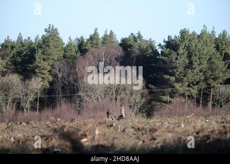 Jedburgh, Großbritannien. 04th Januar 2022. Berittene Anhänger der Jedforest Hunt zusammen mit Jagdhunden in Feldern und bewaldeten Ackerland in Lanton bei Jedburgh in den Scottish Borders am Dienstag, den 04. Januar 2022. Seit dem Wild Mammals Protection (Scotland) Act (2002). Die anhaltenden Bedenken über die Wirksamkeit der Gesetzgebung und über die Verwendung von Hundepaketen zur Füchsflutung veranlassten die schottische Regierung, Lord Bonomy zu ernennen, um eine Überprüfung der Funktionsweise der Gesetzgebung vorzunehmen. Der Bericht wurde im November 2016 veröffentlicht. ( Kredit: Rob Gray/Alamy Live News Stockfoto