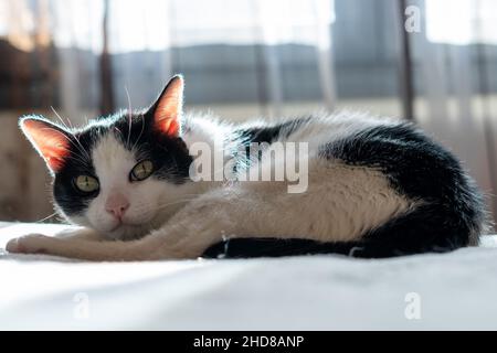 Ein schwarz-weißes Kätzchen, das auf dem Bett seiner Besitzer liegt und sich sonnt Stockfoto