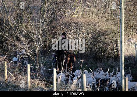 Jedburgh, Großbritannien. 04th Januar 2022. Am Dienstag, den 04. Januar 2022, jagte ein Jäger von der Jedforest Hunt zusammen mit Jagdhunden auf Feldern und bewaldeten Feldern in Lanton bei Jedburgh an den schottischen Grenzen. Seit dem Wild Mammals Protection (Scotland) Act (2002). Die anhaltenden Bedenken über die Wirksamkeit der Gesetzgebung und über die Verwendung von Hundepaketen zur Füchsflutung veranlassten die schottische Regierung, Lord Bonomy zu ernennen, um eine Überprüfung der Funktionsweise der Gesetzgebung vorzunehmen. Der Bericht wurde im November 2016 veröffentlicht. ( Kredit: Rob Gray/Alamy Live News Stockfoto