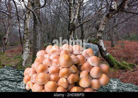 Hypholoma fasciculare (Schwefeltuft) wird auf totem Holz im Laubwald gefunden, wie im Hintergrund zu sehen ist. Sie kann auch im Nadelwald gefunden werden. Stockfoto