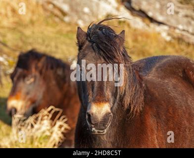 Traprain Law, East Lothian, Schottland, Großbritannien. 4th. Januar 2022. Das Gesetz ist die Heimat von 12 Exmoor Ponys, Die seit 2011 dort grasen, genießen nach Monaten wieder die Freiheit der Beweidung auf dem Gipfel, da Ende 2021 das Südwesttor geöffnet wurde, um ihnen freien Zugang zu ihrem alten Stampfplatz mit Blick auf East Lothian zu ermöglichen. Die Ponys wurden ursprünglich aus Schutzgründen in Traprain eingeführt, einschließlich der Bekämpfung von Waldbränden aufgrund langer Gräser im Sommer. Archwhite Stockfoto