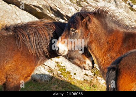 Traprain Law, East Lothian, Schottland, Großbritannien. 4th. Januar 2022. Das Gesetz ist die Heimat von 12 Exmoor Ponys, Die seit 2011 dort grasen, genießen nach Monaten wieder die Freiheit der Beweidung auf dem Gipfel, da Ende 2021 das Südwesttor geöffnet wurde, um ihnen freien Zugang zu ihrem alten Stampfplatz mit Blick auf East Lothian zu ermöglichen. Die Ponys wurden ursprünglich aus Schutzgründen in Traprain eingeführt, einschließlich der Bekämpfung von Waldbränden aufgrund langer Gräser im Sommer. Archwhite Stockfoto