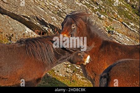 Traprain Law, East Lothian, Schottland, Großbritannien. 4th. Januar 2022. Das Gesetz ist die Heimat von 12 Exmoor Ponys, Die seit 2011 dort grasen, genießen nach Monaten wieder die Freiheit der Beweidung auf dem Gipfel, da Ende 2021 das Südwesttor geöffnet wurde, um ihnen freien Zugang zu ihrem alten Stampfplatz mit Blick auf East Lothian zu ermöglichen. Die Ponys wurden ursprünglich aus Schutzgründen in Traprain eingeführt, einschließlich der Bekämpfung von Waldbränden aufgrund langer Gräser im Sommer. Archwhite Stockfoto