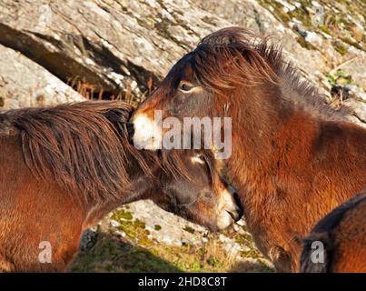 Traprain Law, East Lothian, Schottland, Großbritannien. 4th. Januar 2022. Das Gesetz ist die Heimat von 12 Exmoor Ponys, Die seit 2011 dort grasen, genießen nach Monaten wieder die Freiheit der Beweidung auf dem Gipfel, da Ende 2021 das Südwesttor geöffnet wurde, um ihnen freien Zugang zu ihrem alten Stampfplatz mit Blick auf East Lothian zu ermöglichen. Die Ponys wurden ursprünglich aus Schutzgründen in Traprain eingeführt, einschließlich der Bekämpfung von Waldbränden aufgrund langer Gräser im Sommer. Archwhite Stockfoto