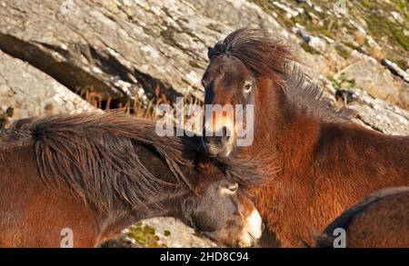 Traprain Law, East Lothian, Schottland, Großbritannien. 4th. Januar 2022. Das Gesetz ist die Heimat von 12 Exmoor Ponys, Die seit 2011 dort grasen, genießen nach Monaten wieder die Freiheit der Beweidung auf dem Gipfel, da Ende 2021 das Südwesttor geöffnet wurde, um ihnen freien Zugang zu ihrem alten Stampfplatz mit Blick auf East Lothian zu ermöglichen. Die Ponys wurden ursprünglich aus Schutzgründen in Traprain eingeführt, einschließlich der Bekämpfung von Waldbränden aufgrund langer Gräser im Sommer. Archwhite Stockfoto