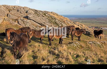 Traprain Law, East Lothian, Schottland, Großbritannien. 4th. Januar 2022. Das Gesetz ist die Heimat von 12 Exmoor Ponys, Die seit 2011 dort grasen, genießen nach Monaten wieder die Freiheit der Beweidung auf dem Gipfel, da Ende 2021 das Südwesttor geöffnet wurde, um ihnen freien Zugang zu ihrem alten Stampfplatz mit Blick auf East Lothian zu ermöglichen. Die Ponys wurden ursprünglich aus Schutzgründen in Traprain eingeführt, einschließlich der Bekämpfung von Waldbränden aufgrund langer Gräser im Sommer. Archwhite Stockfoto