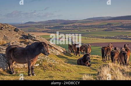 Traprain Law, East Lothian, Schottland, Großbritannien. 4th. Januar 2022. Das Gesetz ist die Heimat von 12 Exmoor Ponys, Die seit 2011 dort grasen, genießen nach Monaten wieder die Freiheit der Beweidung auf dem Gipfel, da Ende 2021 das Südwesttor geöffnet wurde, um ihnen freien Zugang zu ihrem alten Stampfplatz mit Blick auf East Lothian zu ermöglichen. Die Ponys wurden ursprünglich aus Schutzgründen in Traprain eingeführt, einschließlich der Bekämpfung von Waldbränden aufgrund langer Gräser im Sommer. Archwhite Stockfoto