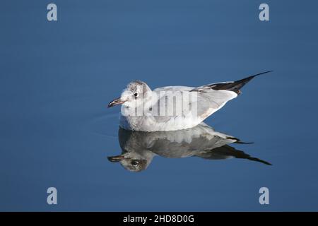 Schwarzkopfmöwe im Wintergefieder, typischerweise auf noch brackem Wasser. Stockfoto