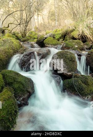 Sprudelnder Bach im Schatten des Waldes fließt Wasser zwischen moosbedeckten Steinen Stockfoto