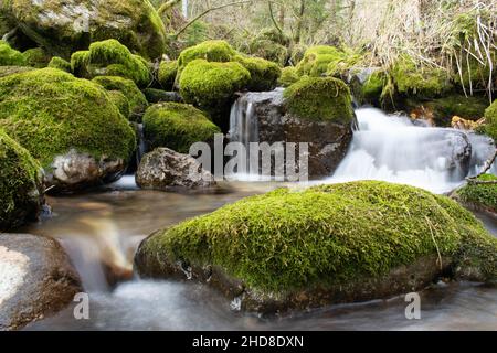 Bach im Schatten des Waldes fließt Wasser zwischen moosbedeckten Steinen Stockfoto